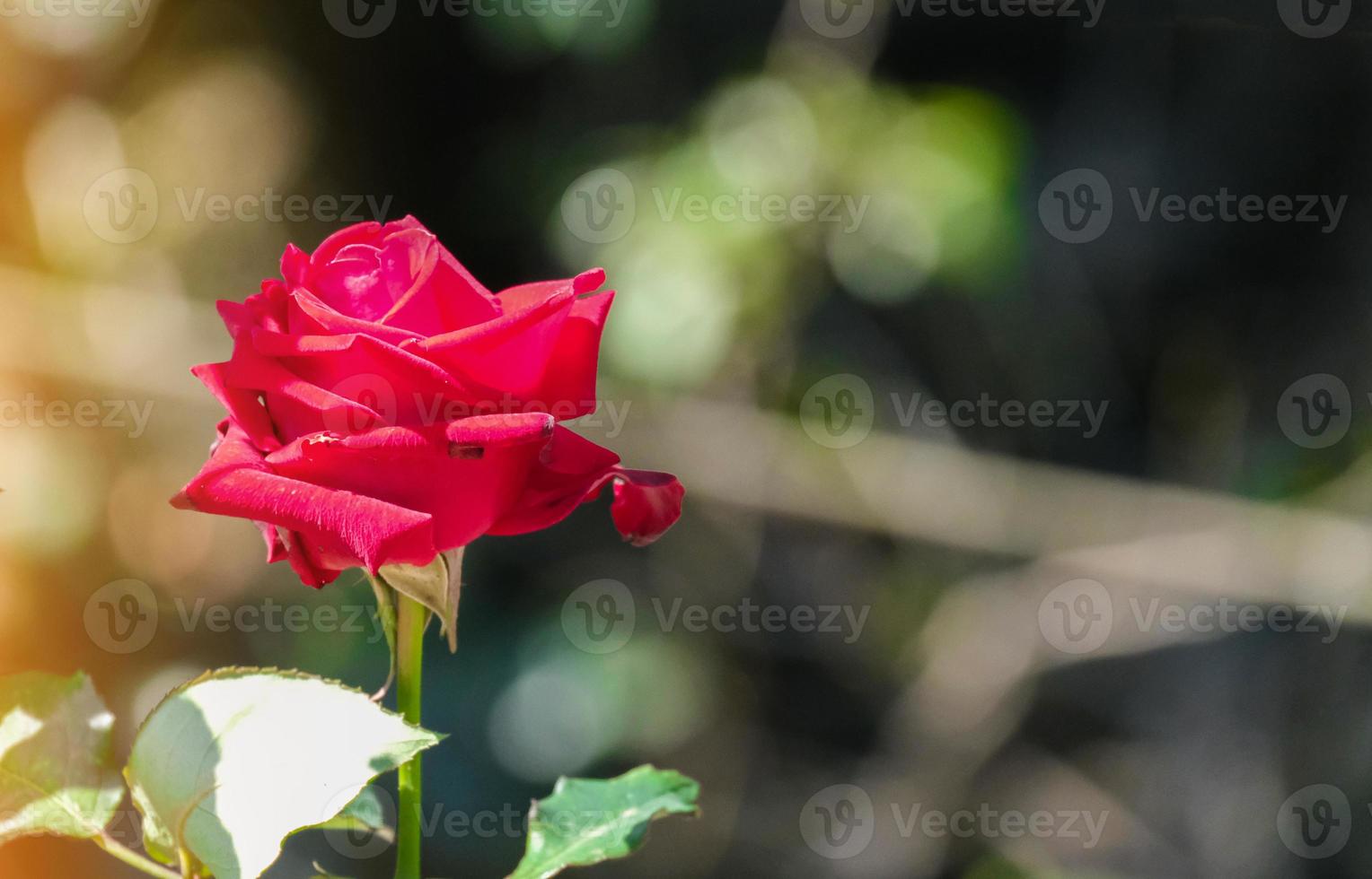 Schönheit weiche Blüte rote Rose Multi Blütenblätter abstrakte Form mit grünen Blättern im Botanikgarten. symbol der liebe am valentinstag. weiche duftende Aromaflora. foto