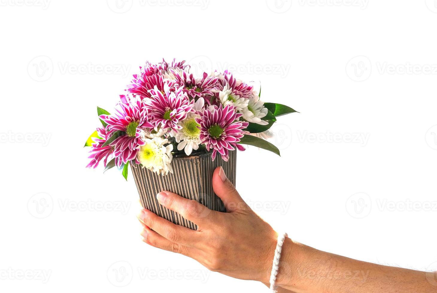 Frauen der linken Hand, die rosafarbene violette Blumenstraußblume halten. isoliert auf weißem Hintergrund. Blumenpflanzensymbol der Valentinsliebe für Geschenkdatierung foto