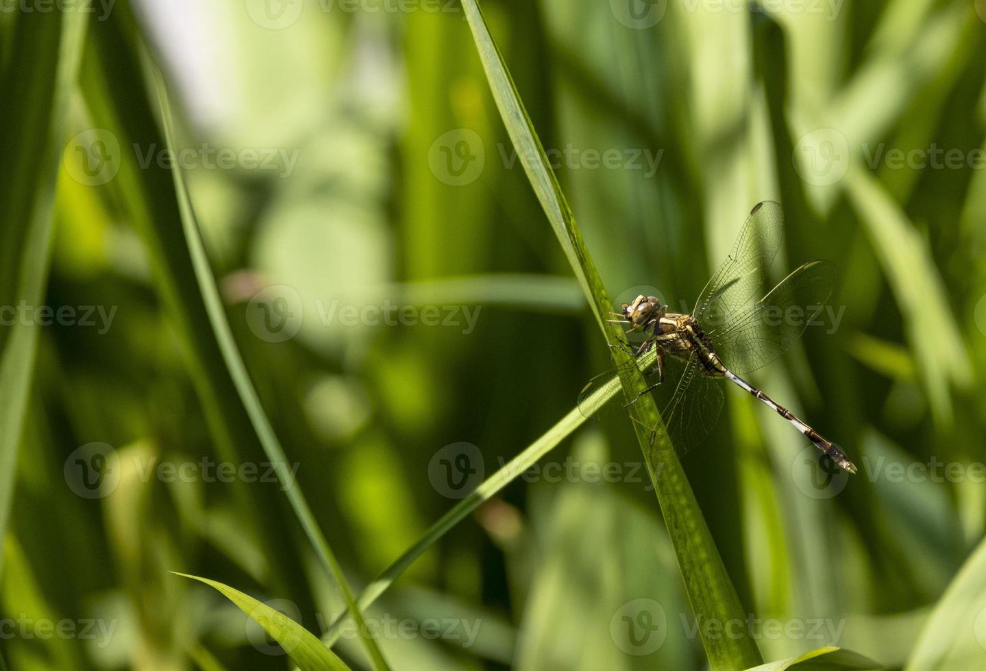 Seitenansicht Schönheit Makro Libelle gelber und schwarzer Körper, der an einem Rosenzweig festhält. tierwelt insektenkreiskopf im botanikgartenpark foto
