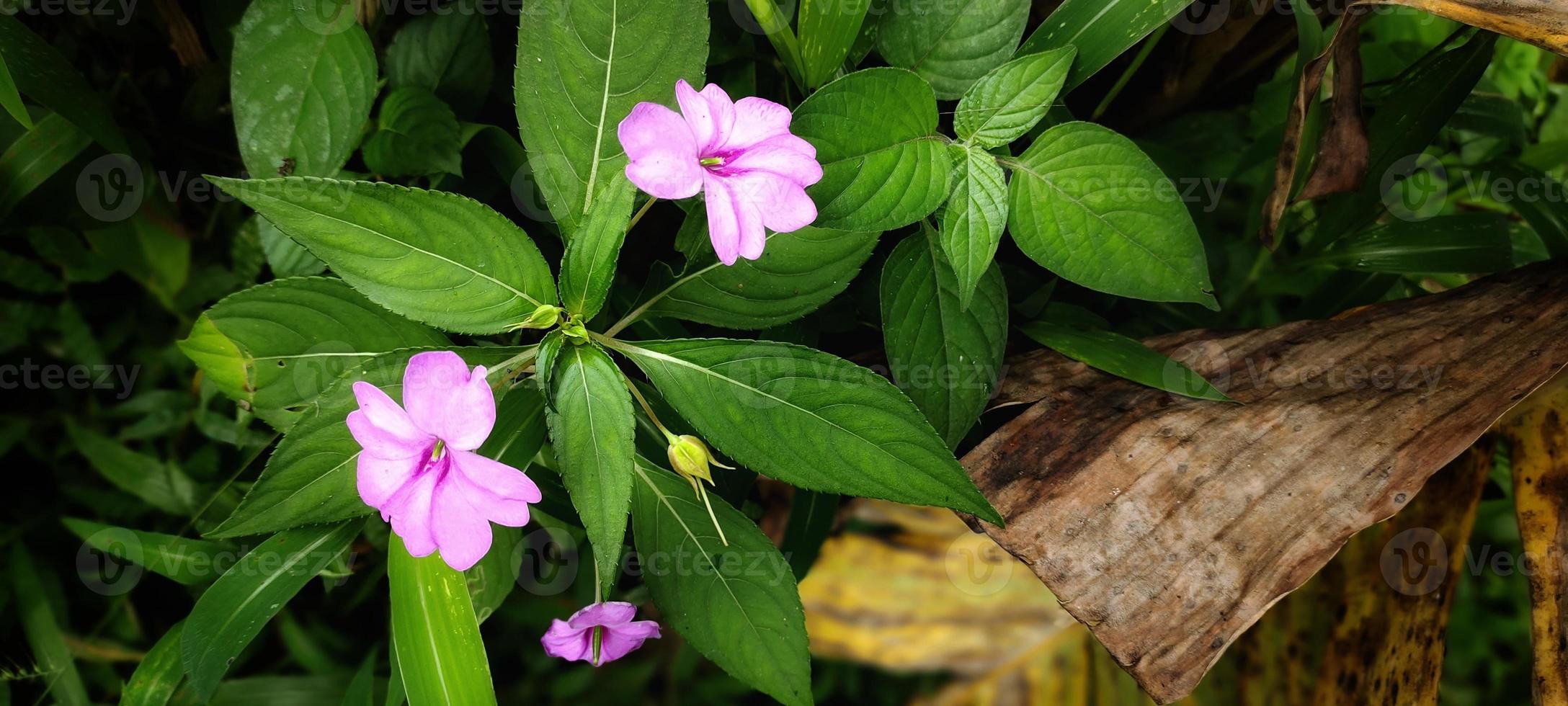 Porträt der Blume Impatiens Hawkeri, auch bekannt als Pacar Cina oder Pacar Hawkeri. Diese Pflanze gedeiht in den Tropen foto