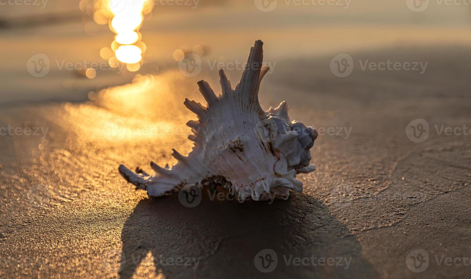 Muschel liegt am Sandstrand foto