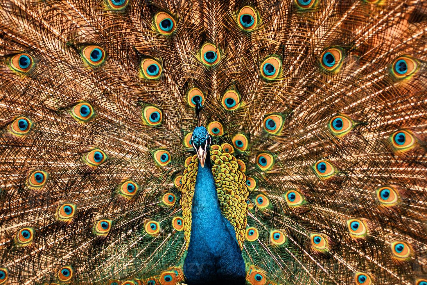 schöner Pfau mit losen Federn foto