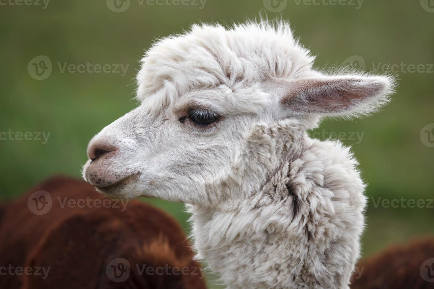 Nahaufnahme von Alpaka auf dem Bauernhof foto