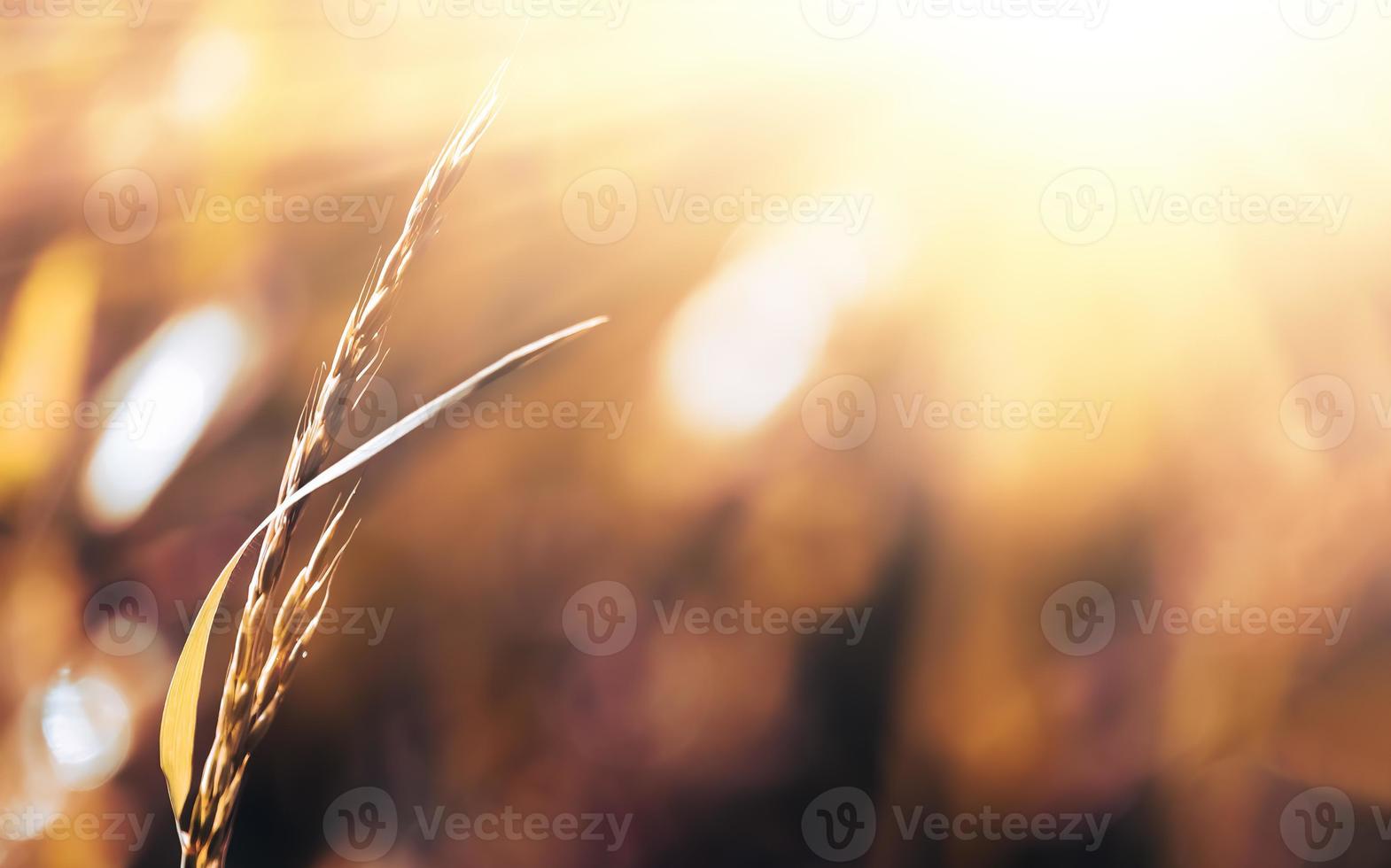 Wildes Gras auf einem Sonnenlicht foto