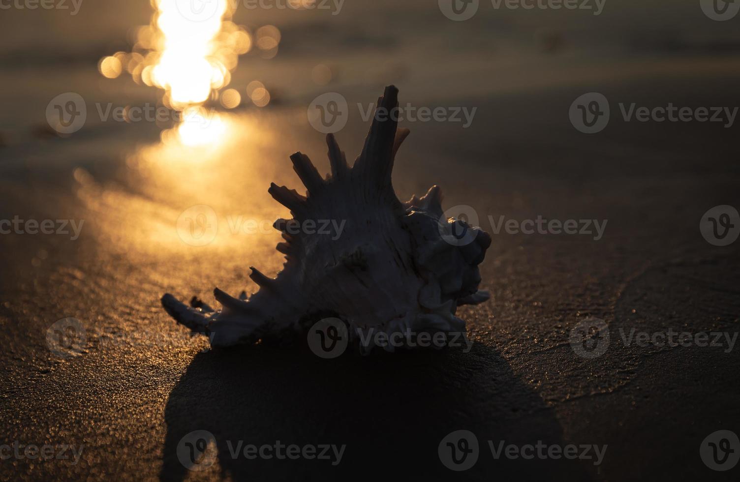 Muschel liegt am Sandstrand foto