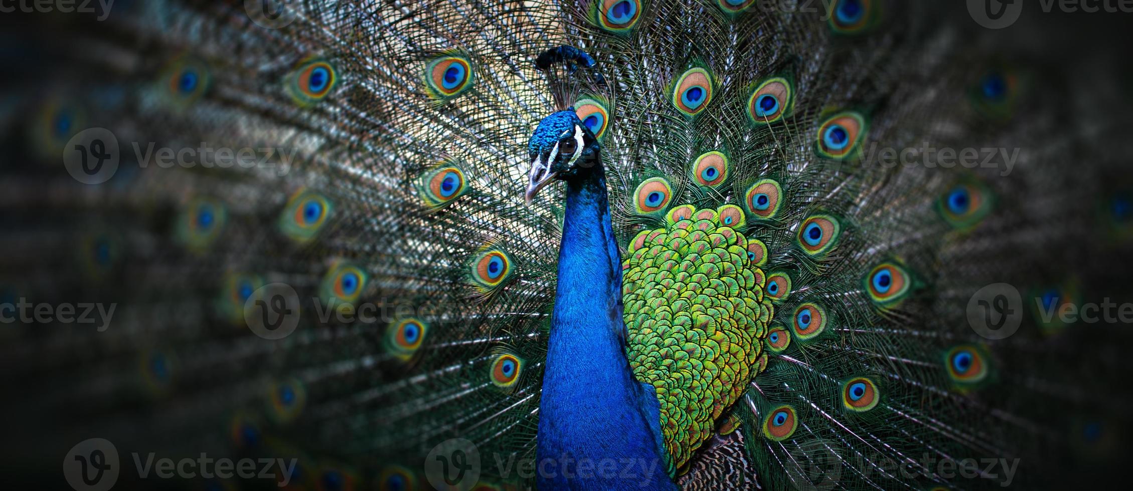 schöner Pfau mit losen Federn foto