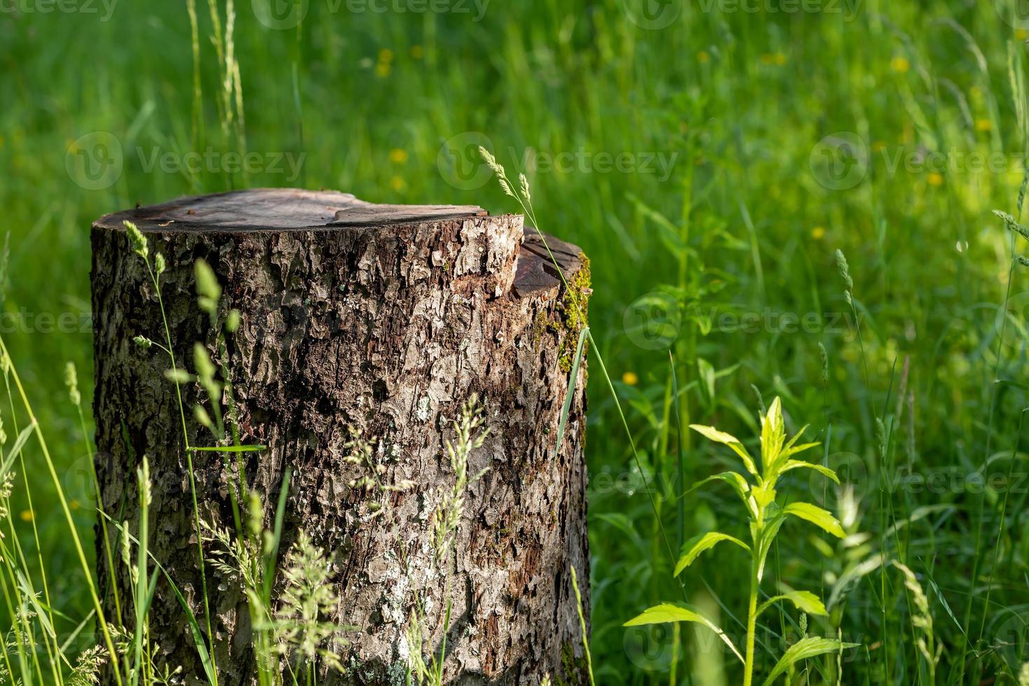 Wildes Gras auf einem Sonnenlicht foto