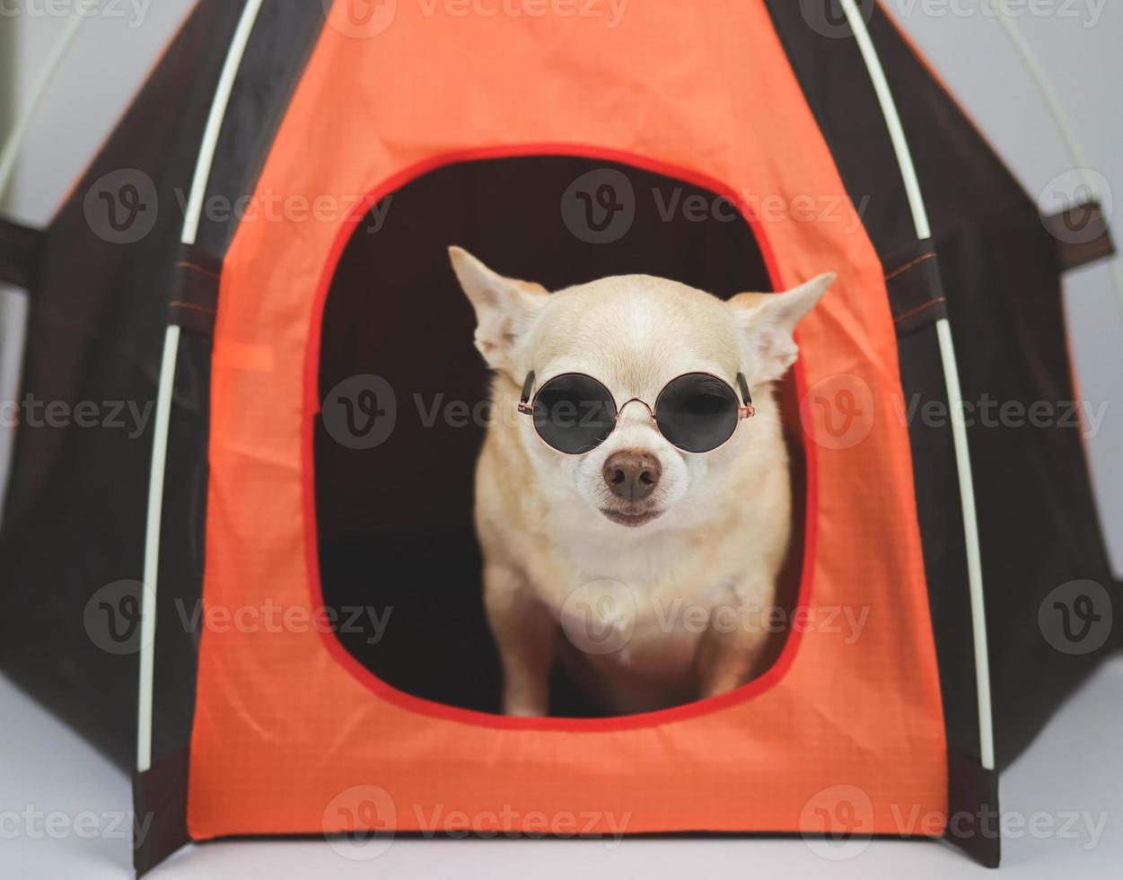brauner Chihuahua-Hund mit kurzen Haaren, der eine Sonnenbrille trägt und orange Campingzelt auf weißem Hintergrund sitzt. Haustierreisekonzept. foto