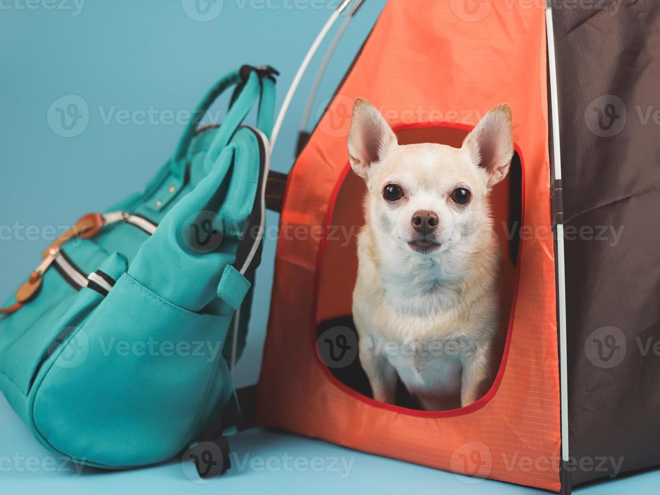 brauner Chihuahua-Hund mit kurzen Haaren, der orangefarbenes Campingzelt mit blauem Rucksack auf blauem Hintergrund sitzt und in die Kamera blickt. Haustierreisekonzept. foto