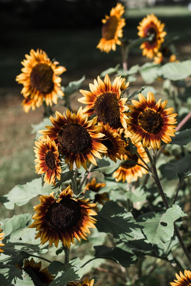 Sonnenblumen im Sonnenlicht foto