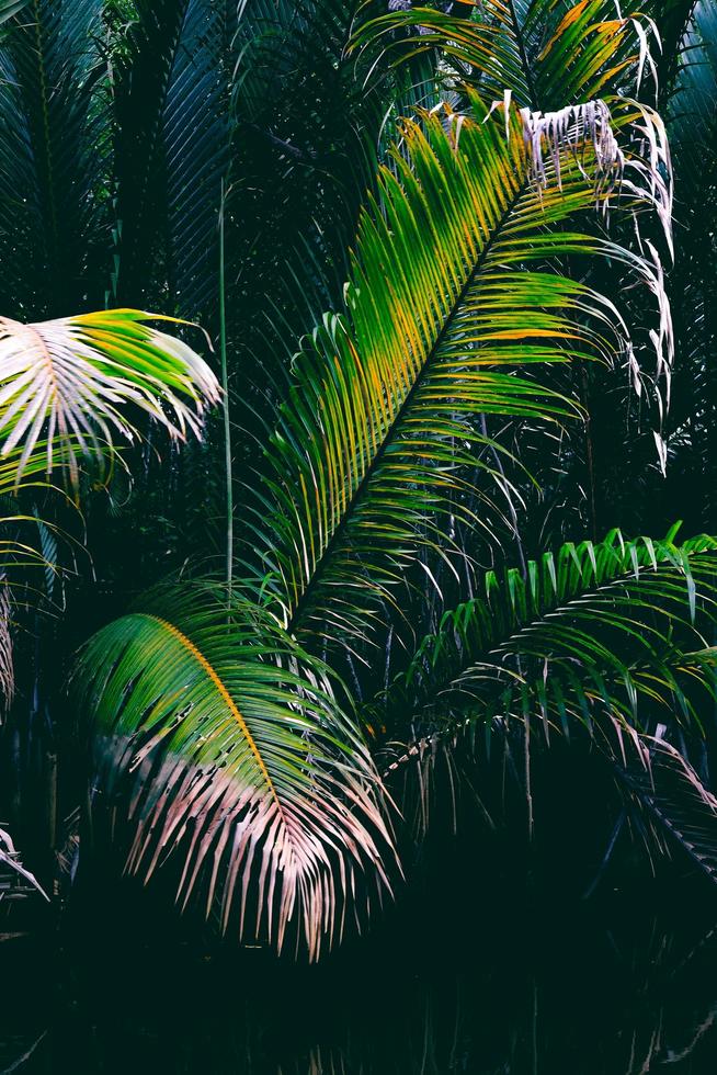 grüne Palmenpflanze während des Tages foto