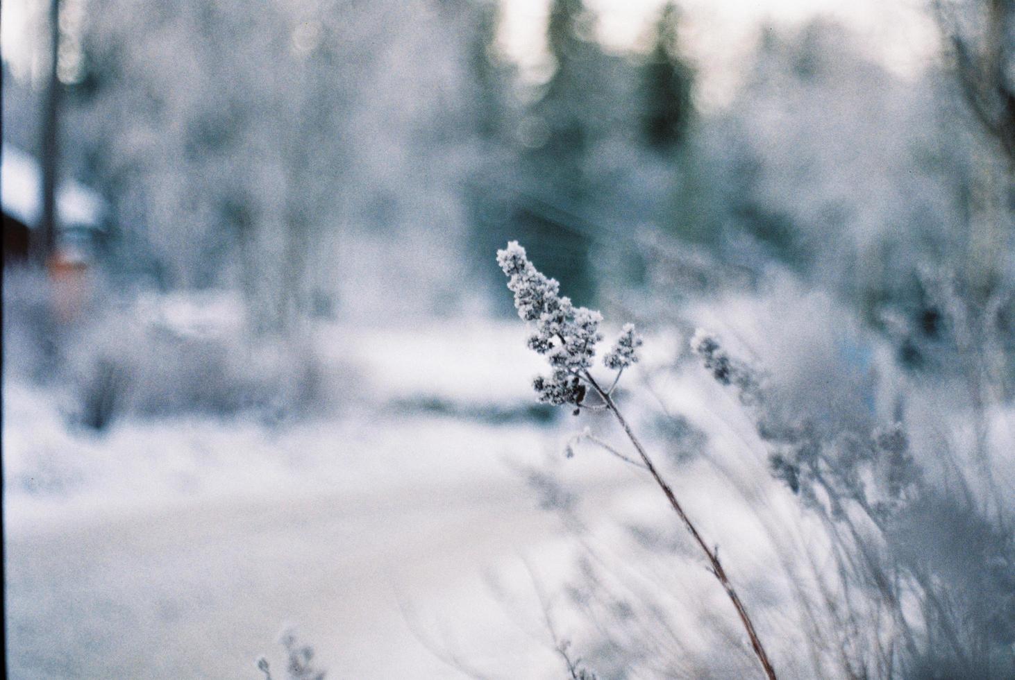 Nahaufnahme von wildem Gras im Winter foto