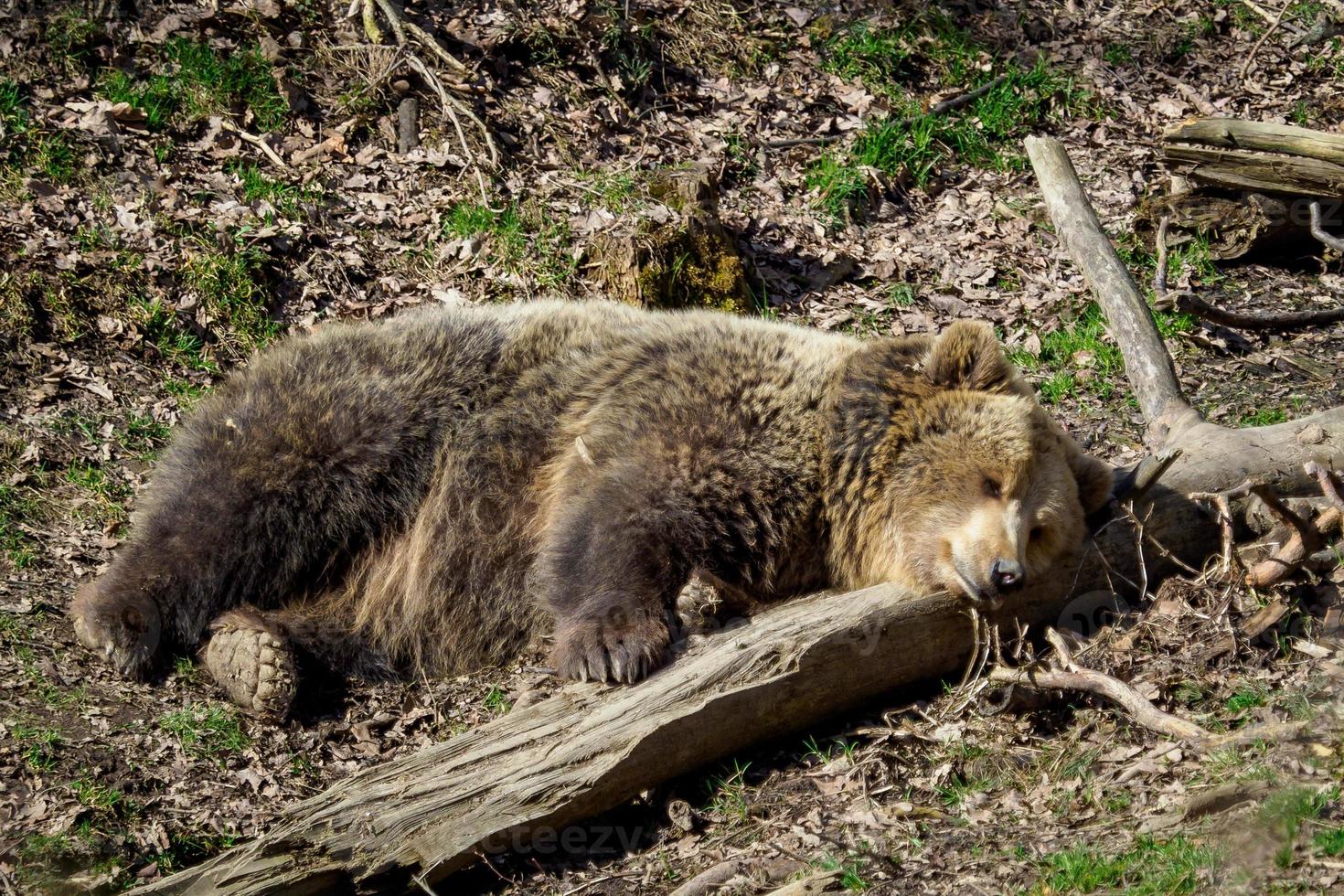 Braunbär schläft. Bär, der auf einem Hügel im Wald schläft. ursus arctos foto