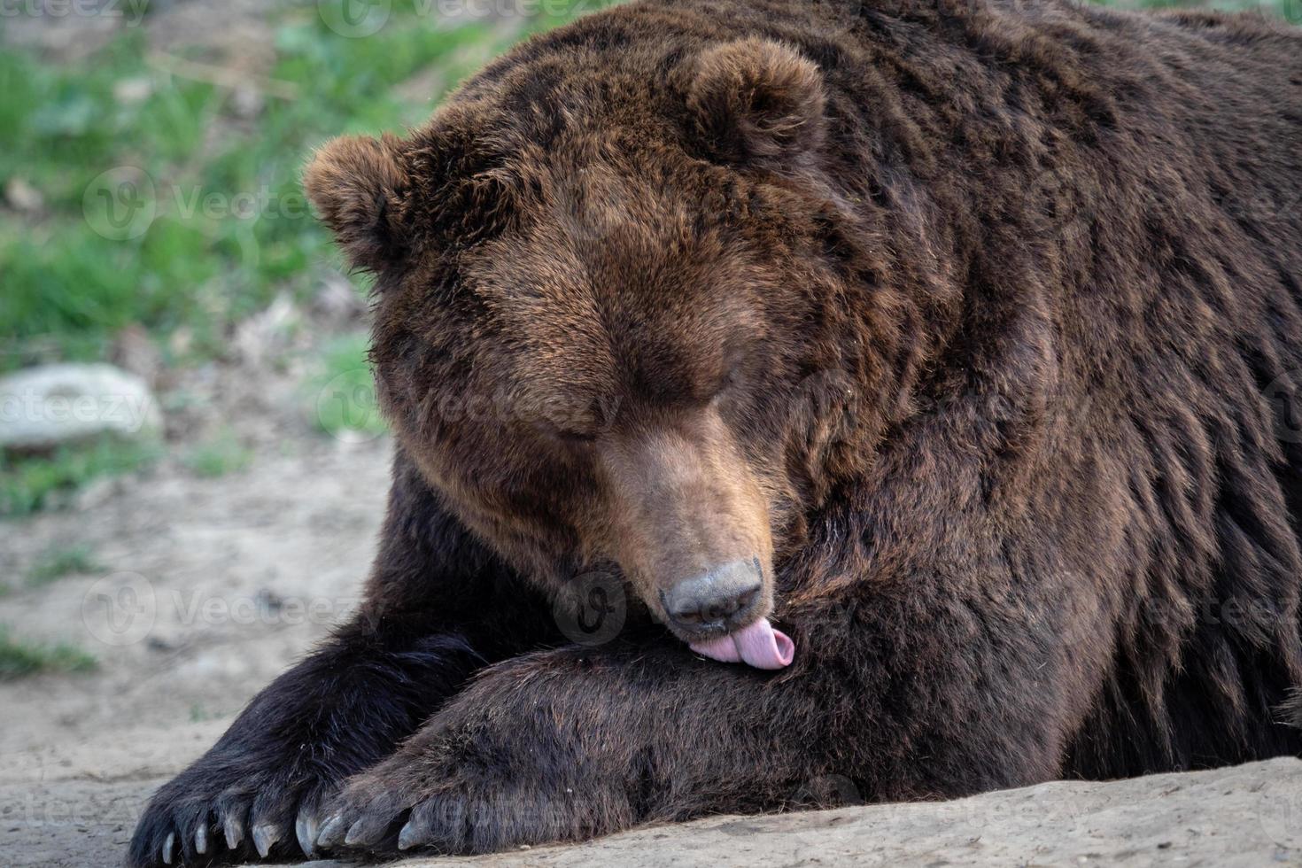 Porträt des Braunbären Ursus Arctos Beringianus. Kamtschatka Braunbär. foto