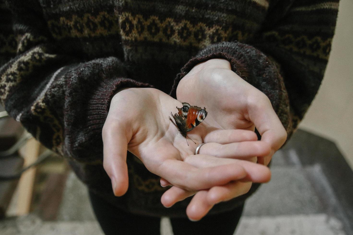 Person, die einen Schmetterling hält foto