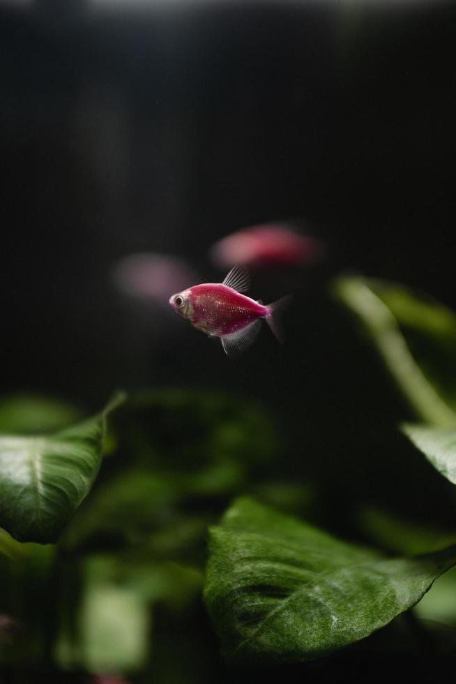 roter Fisch in einem Aquarium foto