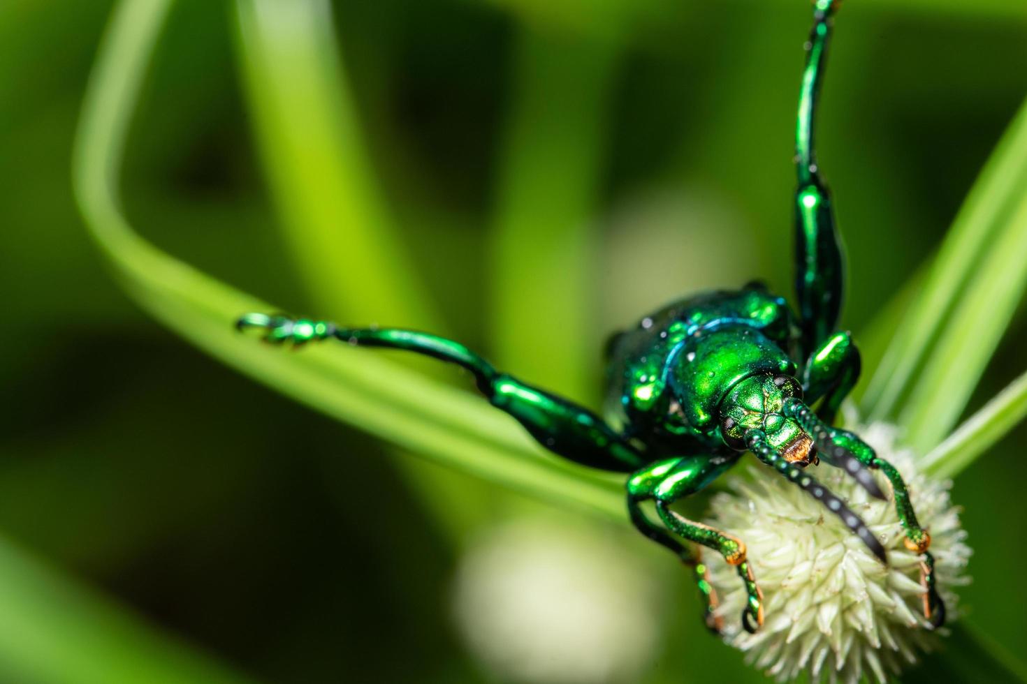 grüner Käfer auf einer Blume, Makro foto