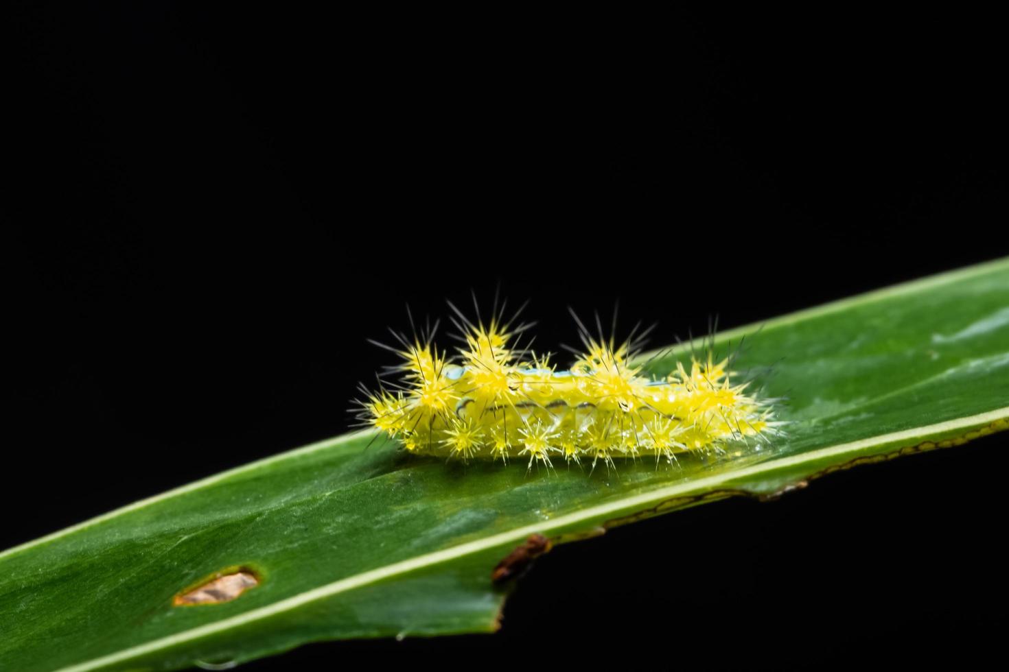 Wurm auf einem Baum, Makro foto