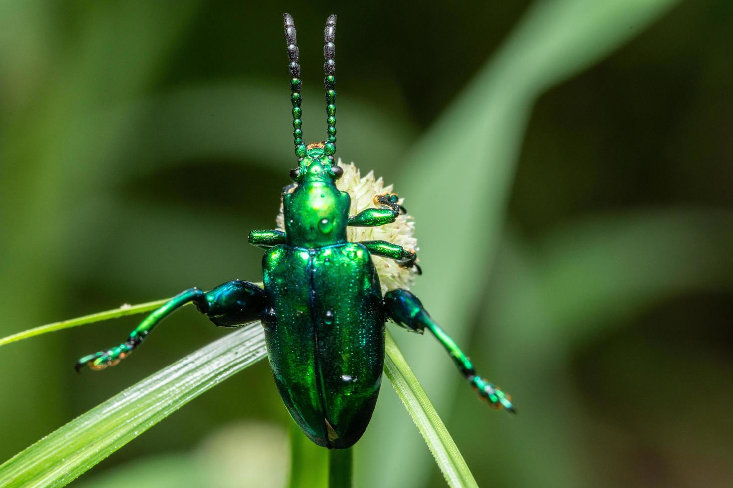 Käfer auf einer Blume, Makro foto