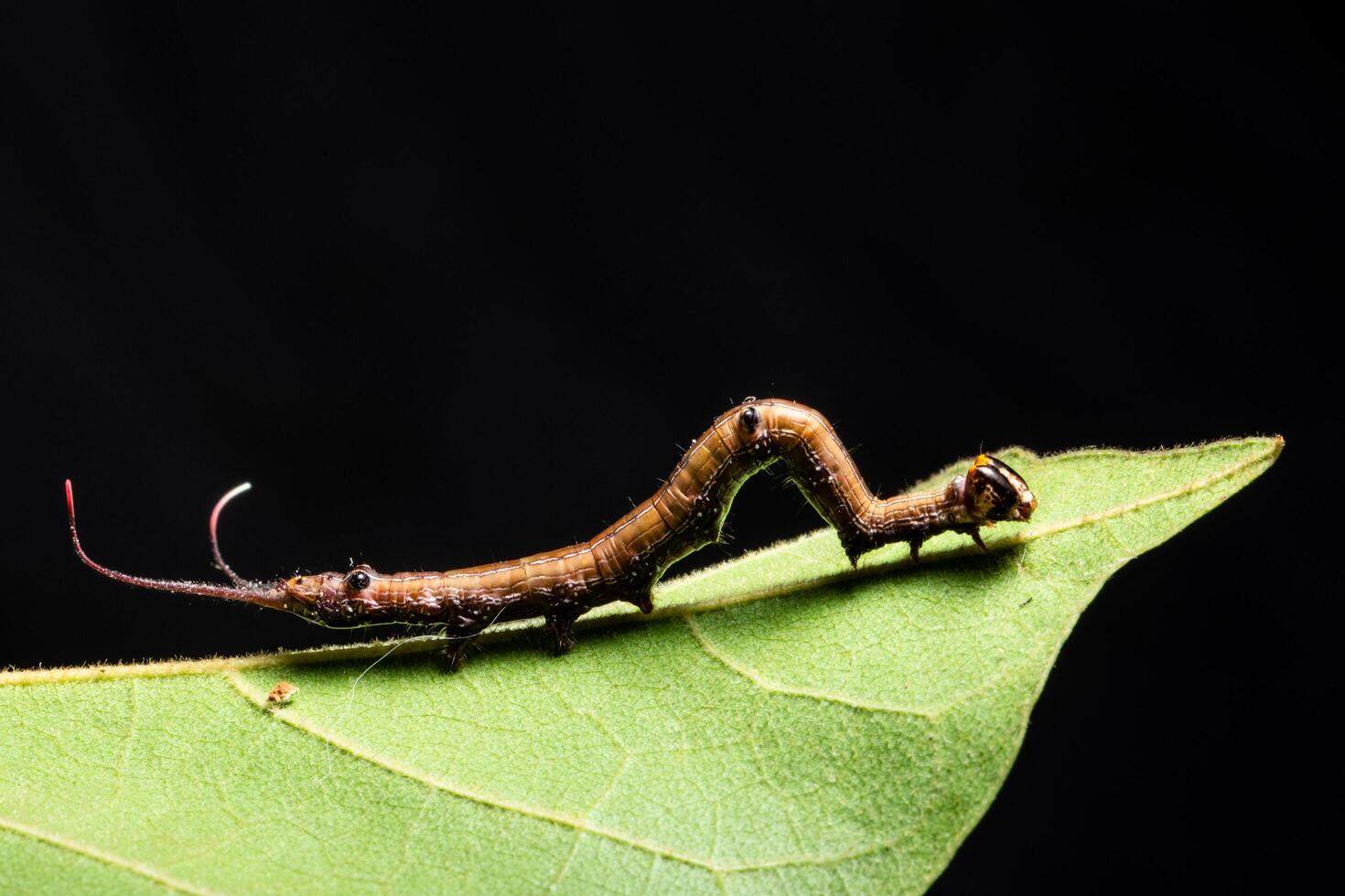 Wurm auf der Pflanze, Makro foto