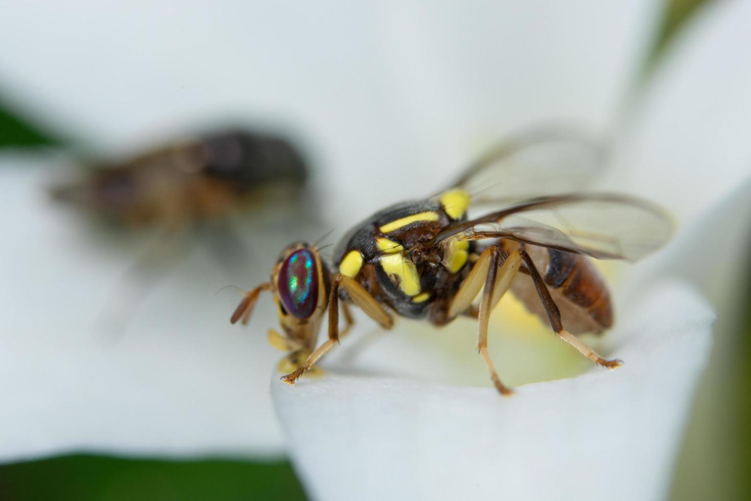 Fruchtfliege auf einer Pflanze foto