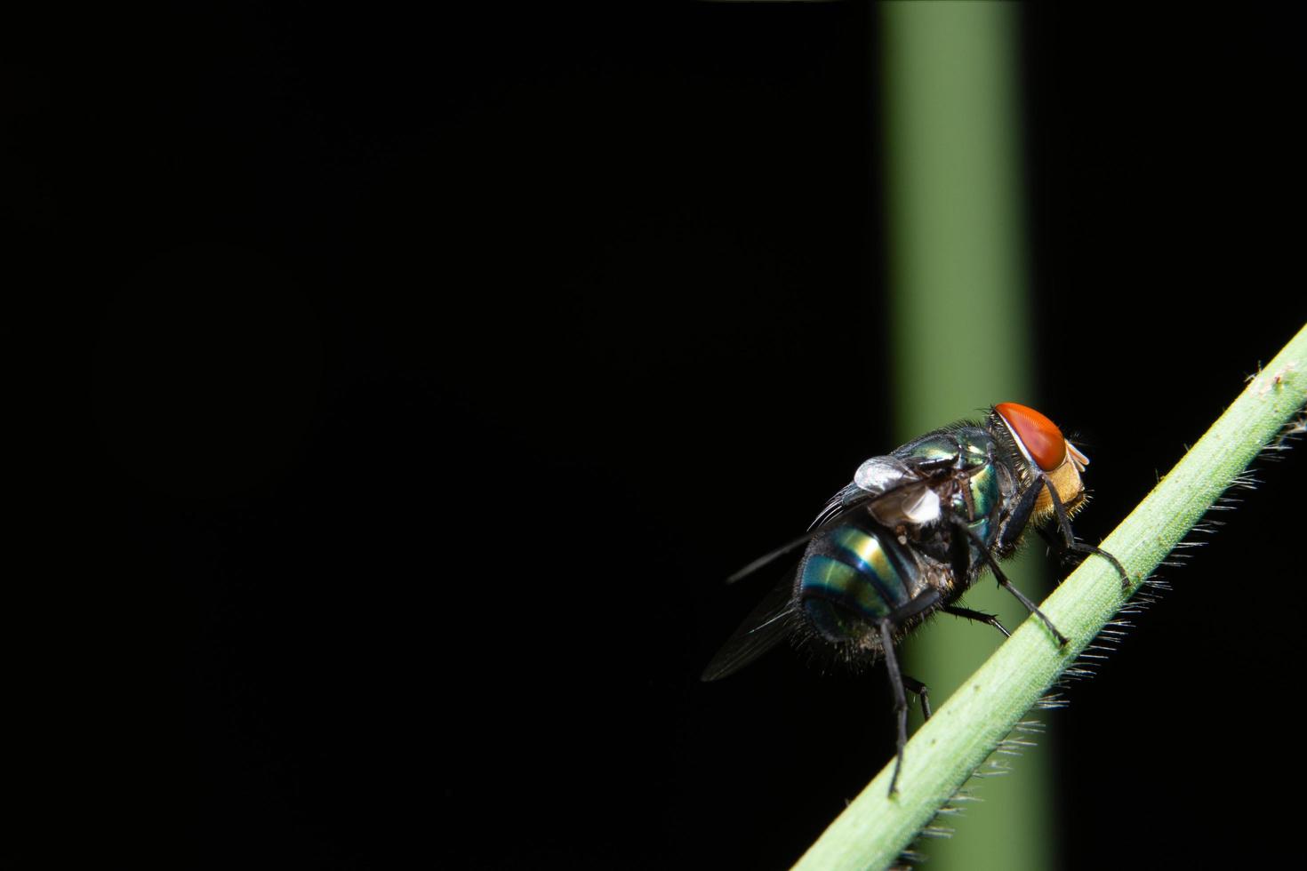 auf einer Pflanze fliegen foto