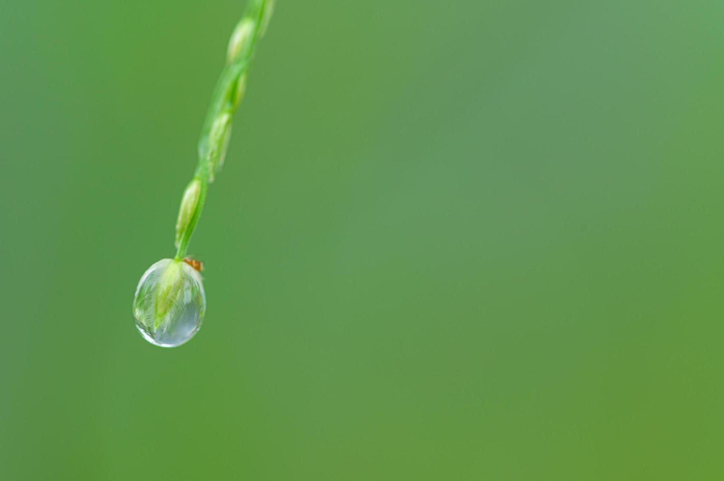 Wassertropfen auf einer Pflanze foto