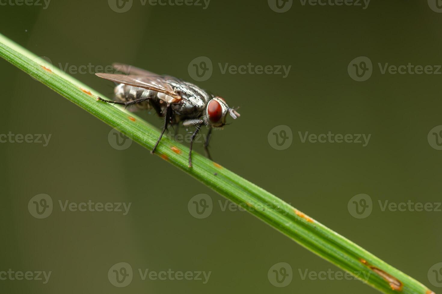 auf einem Blatt fliegen foto