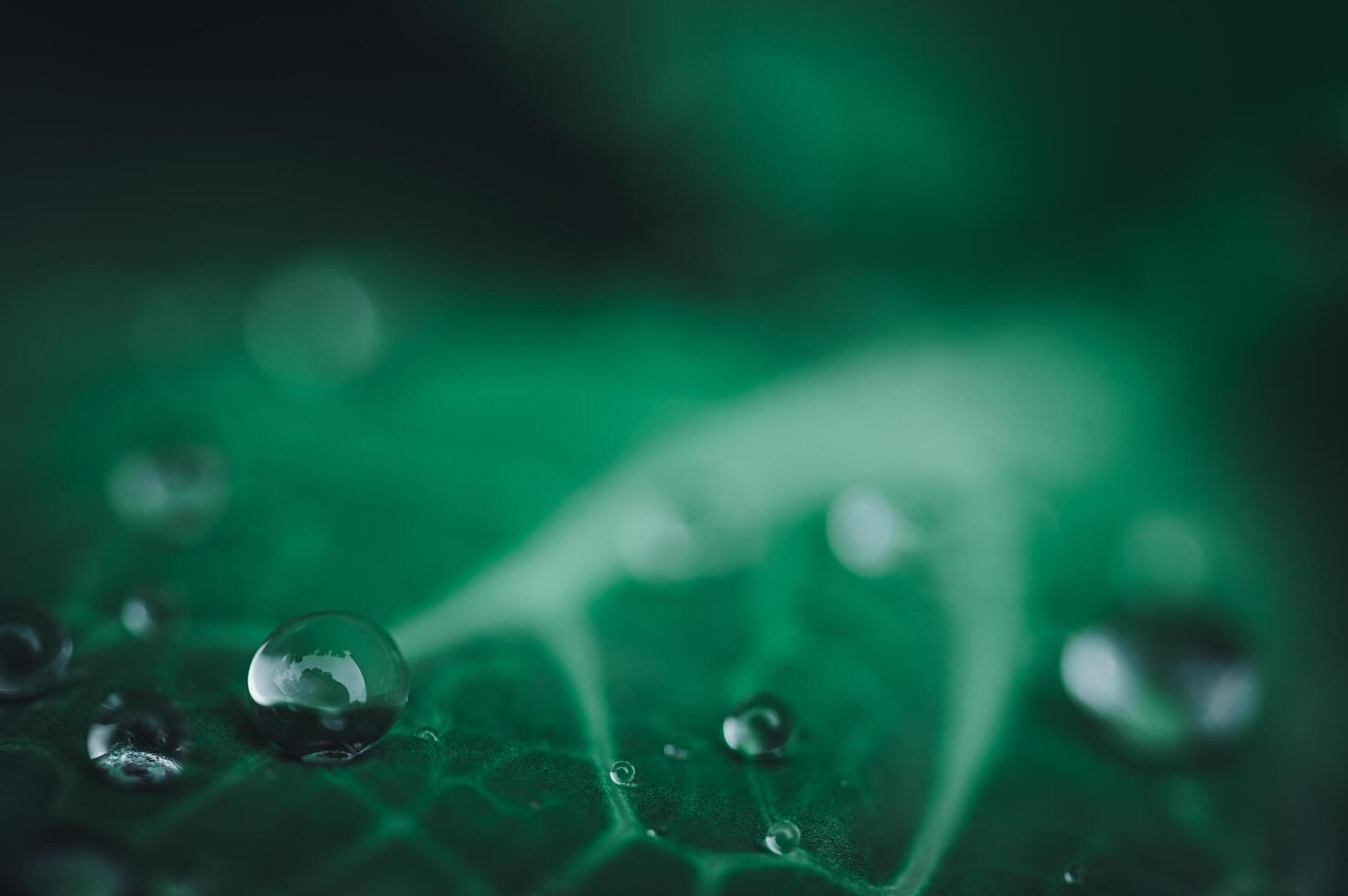 Wassertropfen auf Blatt foto