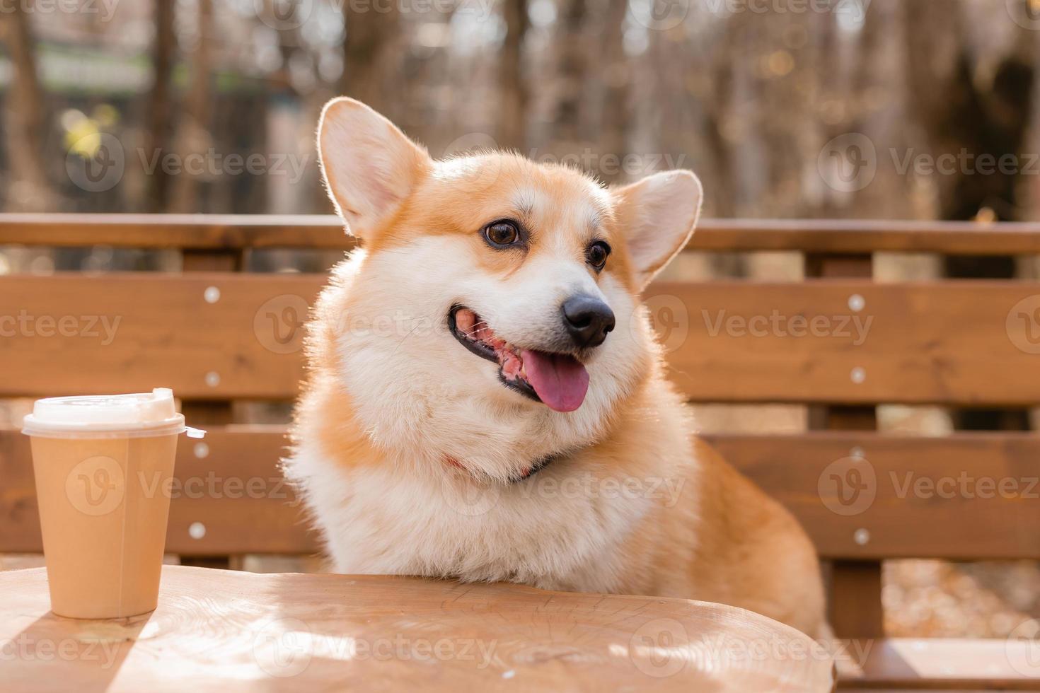 Süßer Corgi-Hund bei einem Spaziergang im Herbst in einem Café auf der Veranda, der Kaffee trinkt. Hundefreundliches Café. hochwertiges Foto