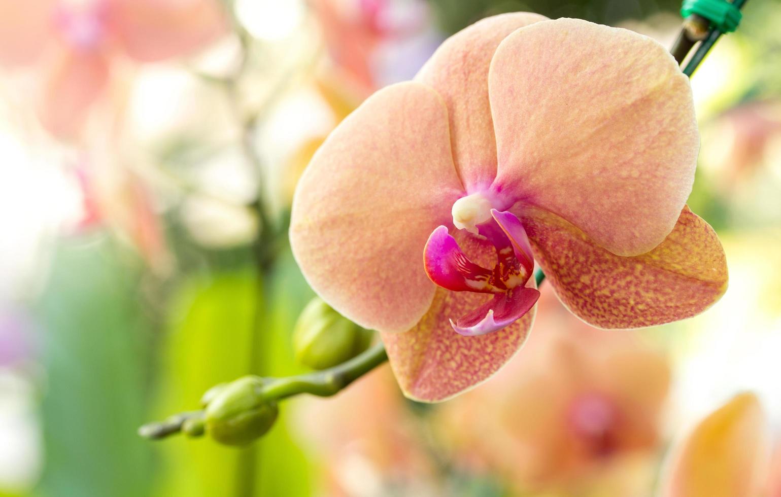 Phalaenopsis Orchideenblüte foto