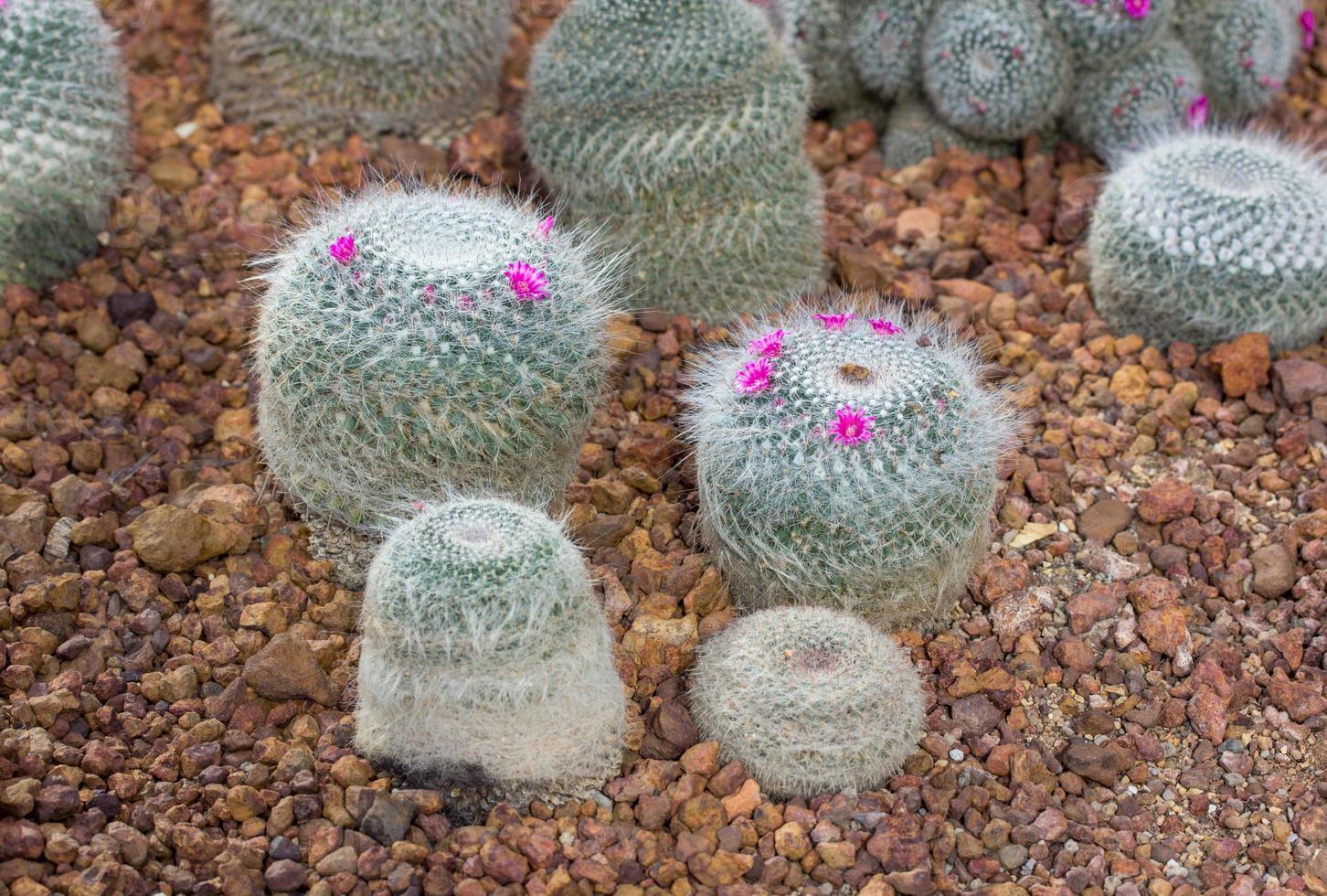 Nadelkissen-Kaktuspflanze mit rosafarbener Blumendekoration im Garten foto