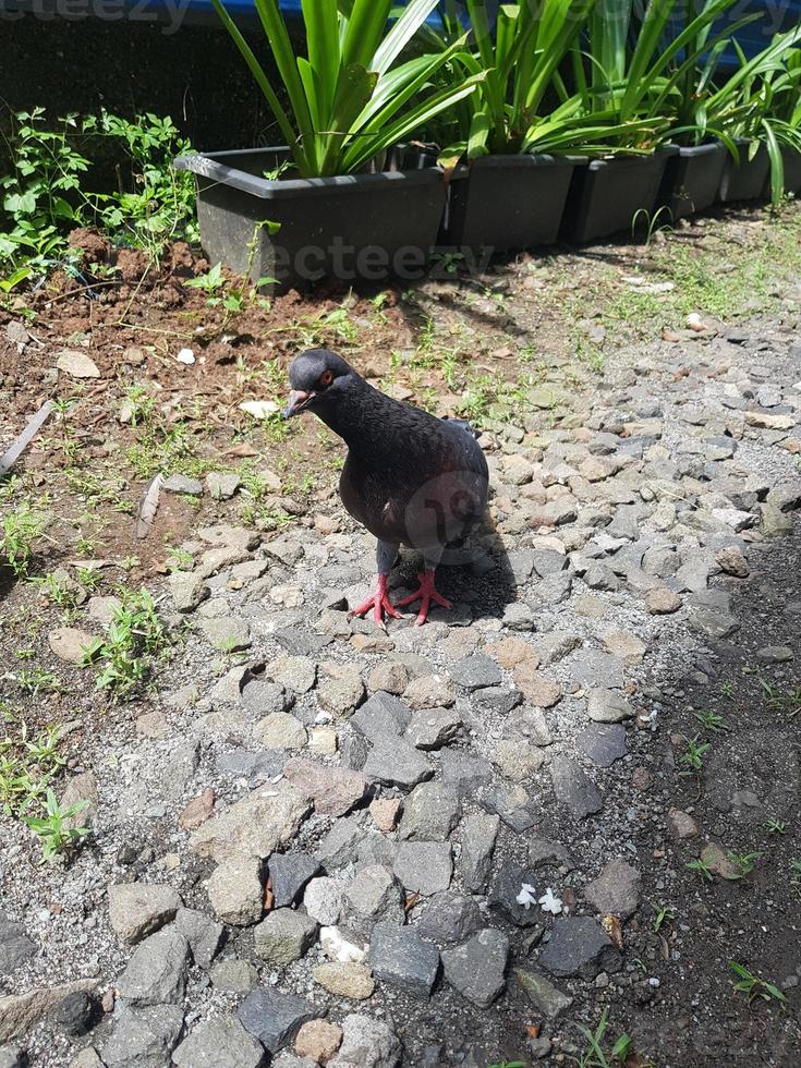 Mehrere Tauben oder Dara werden auf einem leeren Grundstück neben dem Haus freigelassen foto
