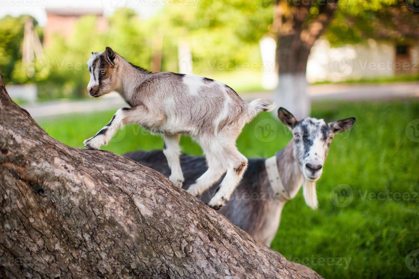 ein schönes Foto von zwei Ziegen von Mama und Baby