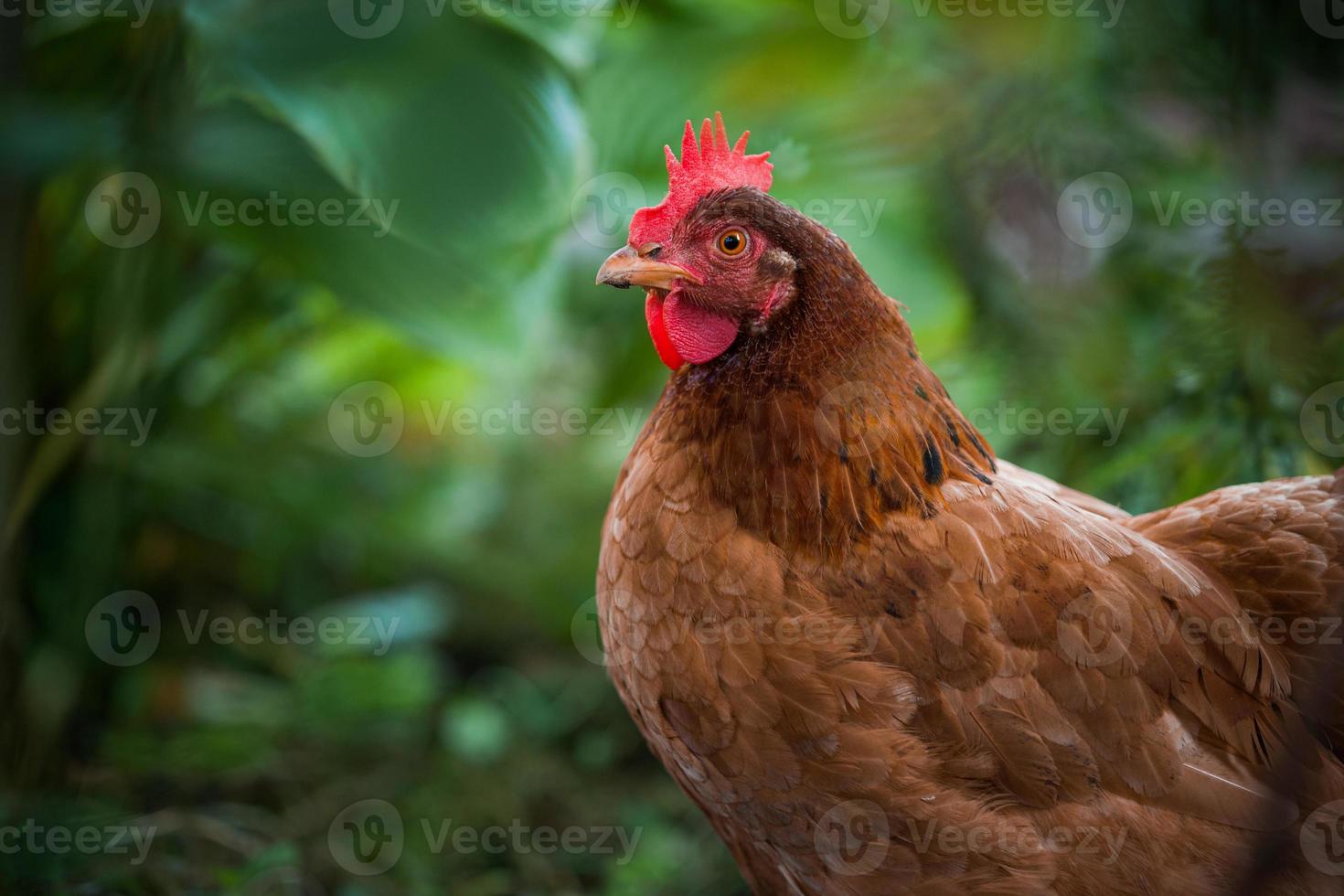 Schönes Huhn im Garten auf grünem Hintergrund foto
