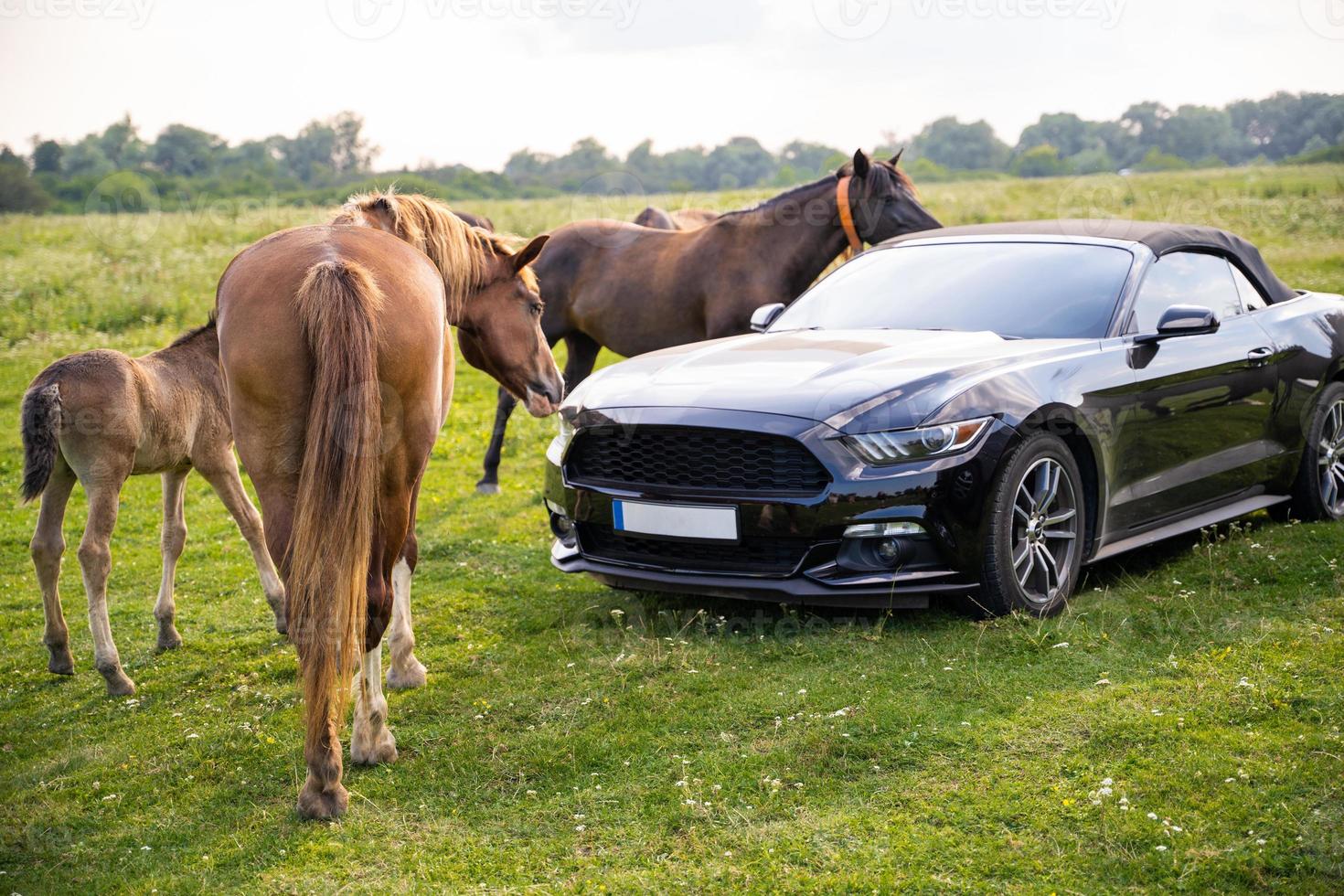 Pferde auf einer Weide in der Nähe eines teuren Mustang-Autos foto