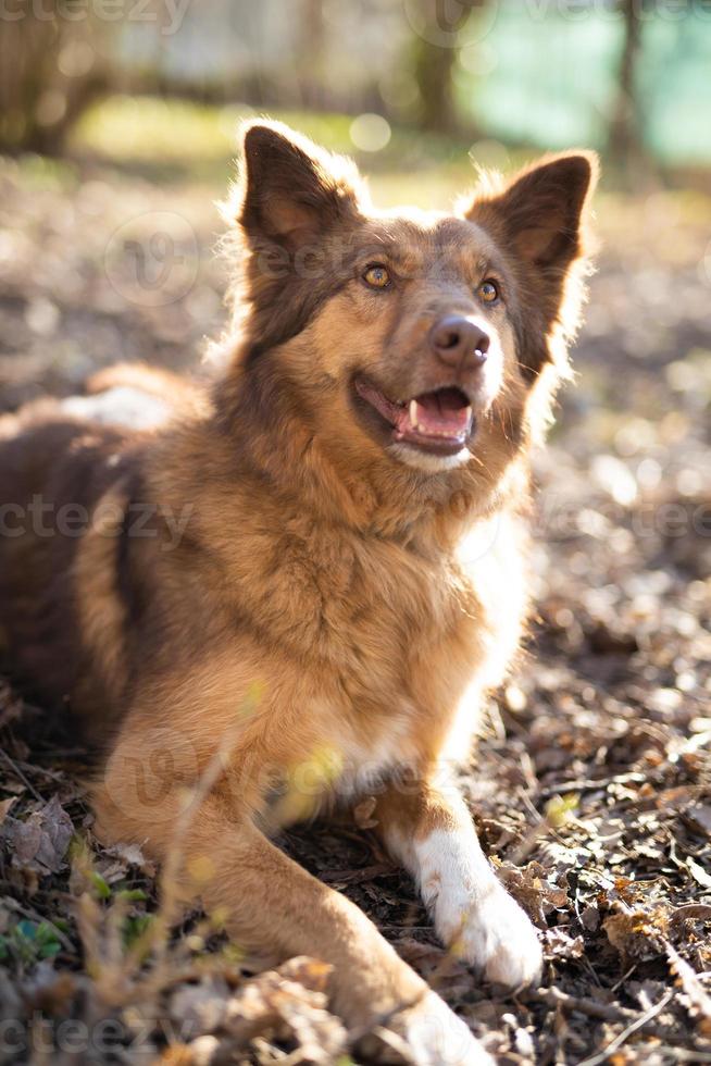 schönes Nahaufnahmeporträt eines Hundes foto