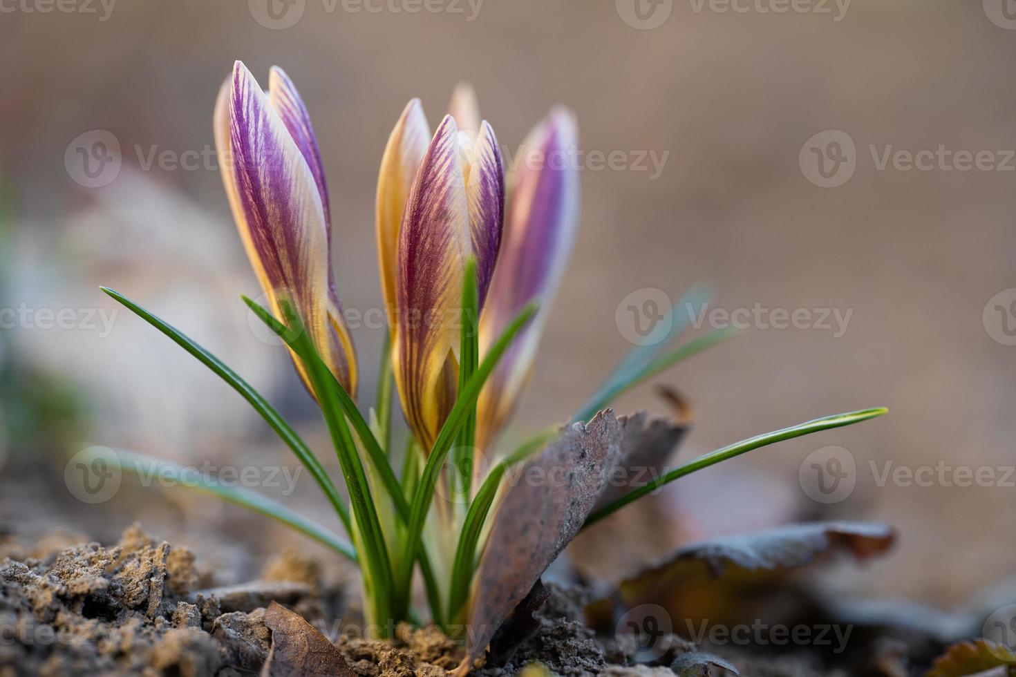 schöne Blumen wachsen im Frühling foto