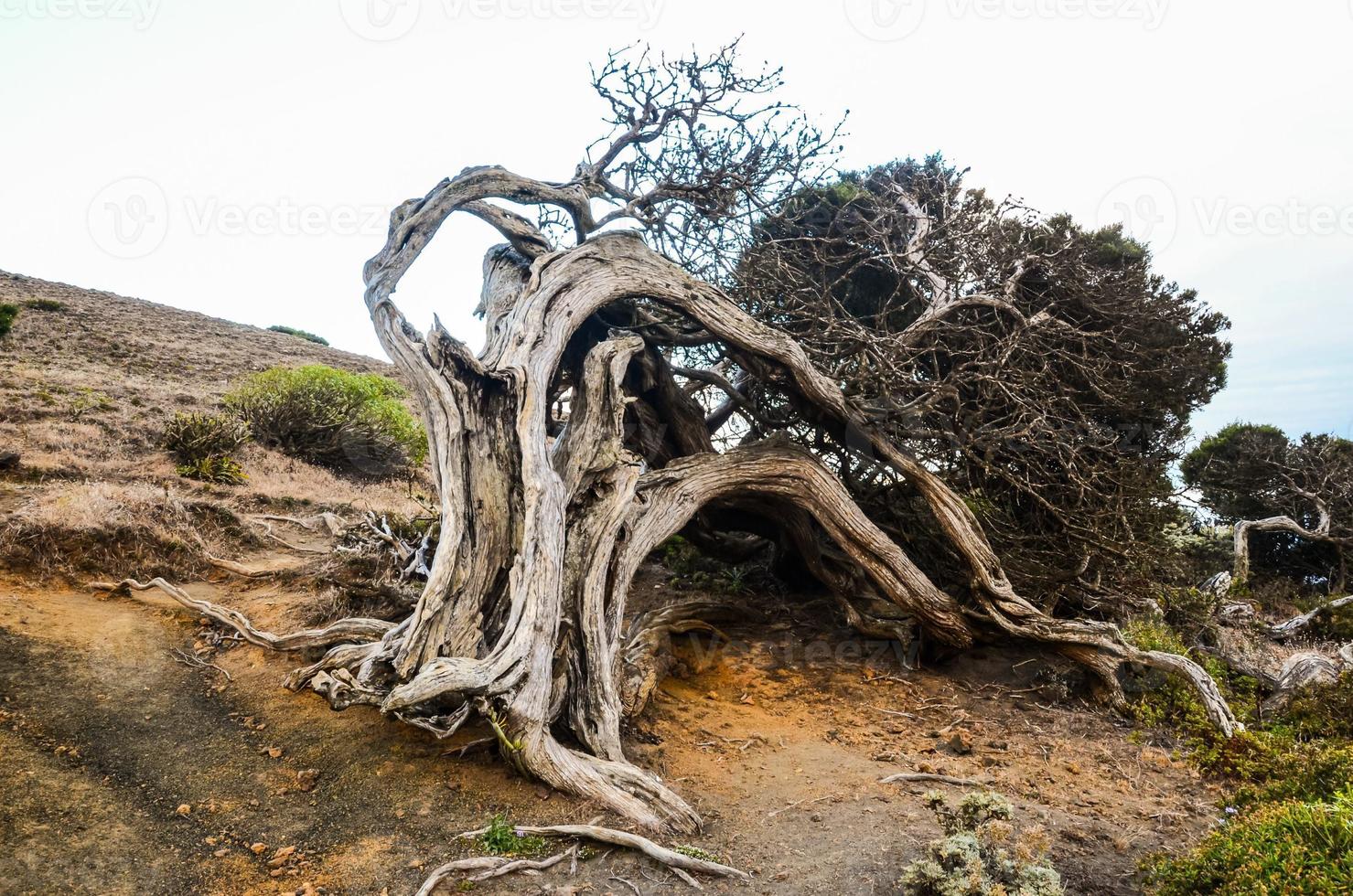 toter Baum auf einer Klippe foto