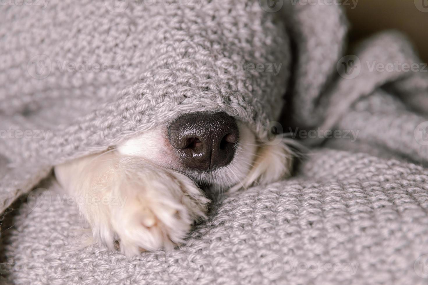 lustiger Hündchen-Border-Collie, der drinnen auf der Couch unter einem warmen Strickschal liegt. hundenase ragt unter dem plaid aus der nähe hervor. winter- oder herbstherbsthundeportrait. Hygge-Stimmungskonzept für kaltes Wetter. foto