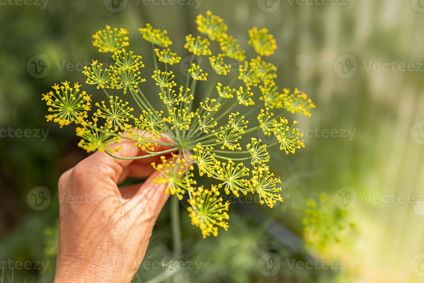 garten- und landwirtschaftskonzept. weibliche landarbeiterhand, die grünen frischen reifen organischen dill im gartenbett erntet. Öko-gesunde Bio-Lebensmittelproduktion aus eigenem Anbau. Bäuerin pflückt duftendes Kraut. foto