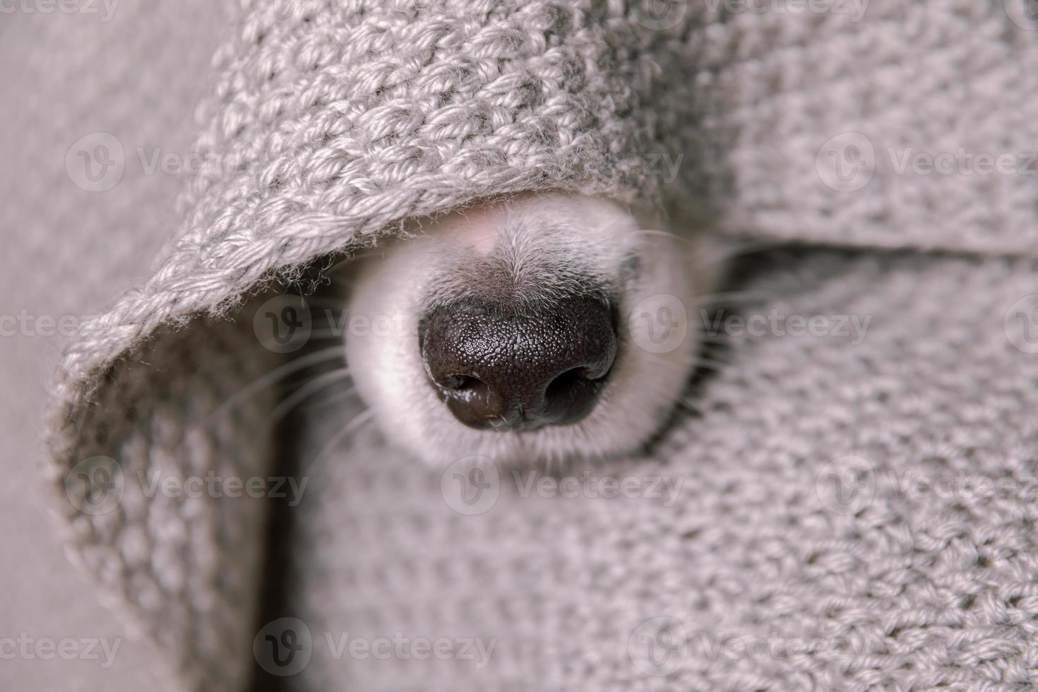 lustiger Hündchen-Border-Collie, der drinnen auf der Couch unter einem warmen Strickschal liegt. hundenase ragt unter dem plaid aus der nähe hervor. winter- oder herbstherbsthundeportrait. Hygge-Stimmungskonzept für kaltes Wetter. foto