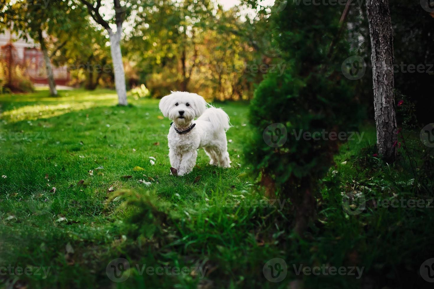 flauschige Maltesermischung auf dem Gras. weißer Hund spielt im Garten mit grünem Gras foto