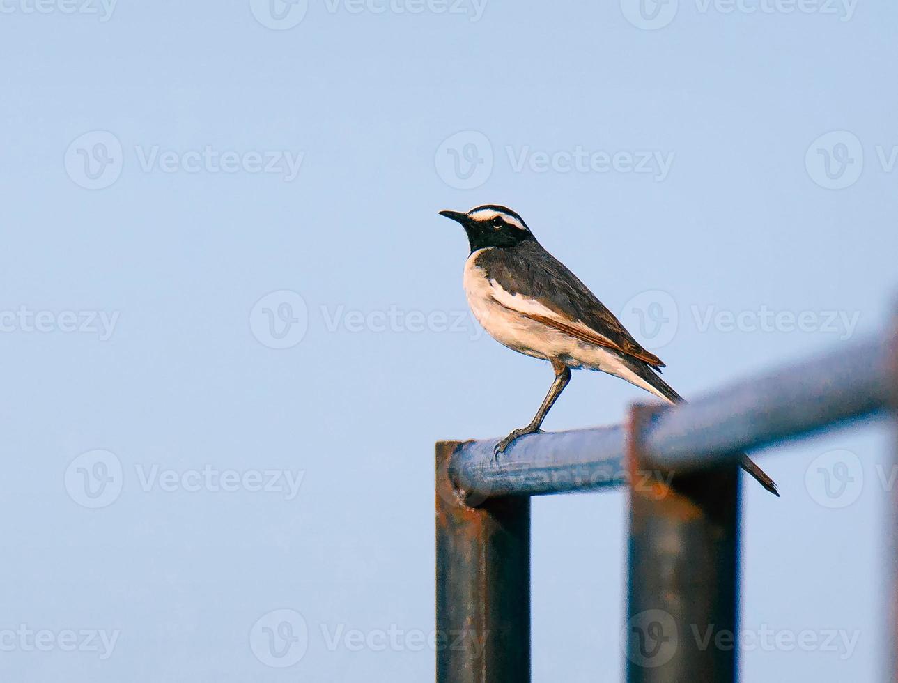 Vogel, der in der Stange sitzt foto