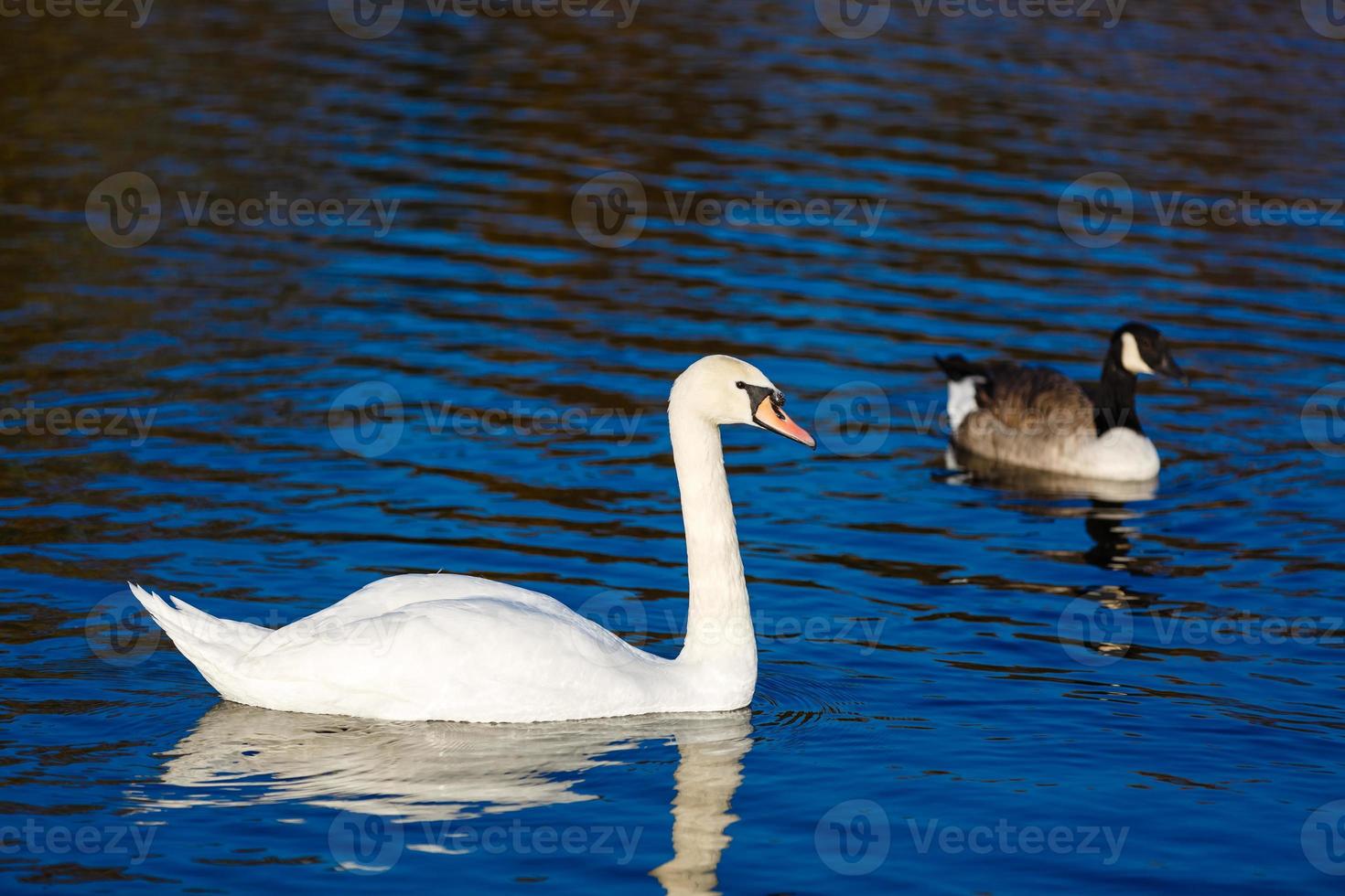 Zwei weiße Schwäne auf einem See foto