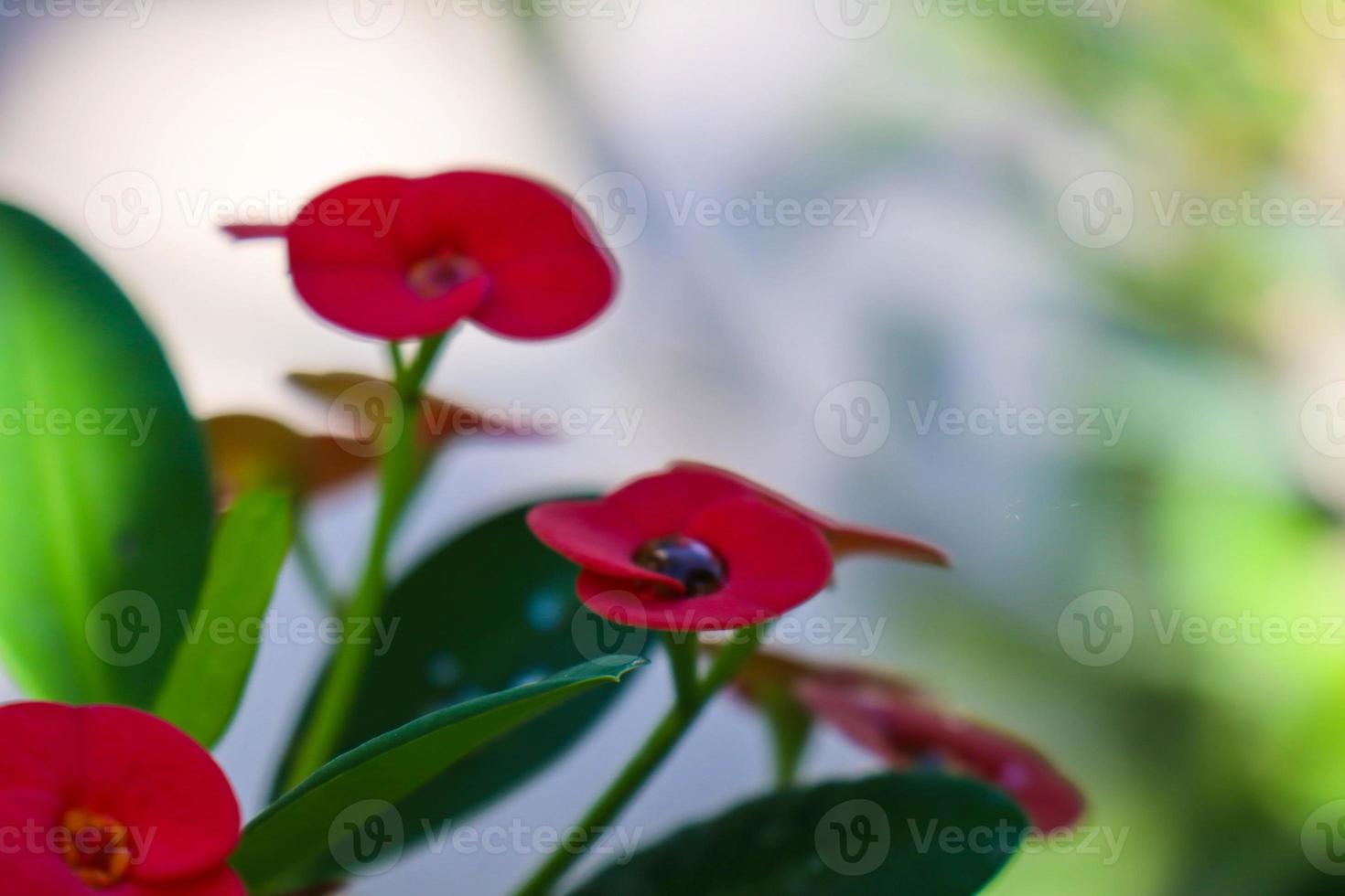 nahaufnahme der schönen euphorbia milii, dornenkrone, genannt corona de cristo. Blume der Dornenkrone. frische und frische rote euphorbia-milii-blumen, die im garten dem tau ausgesetzt sind. foto