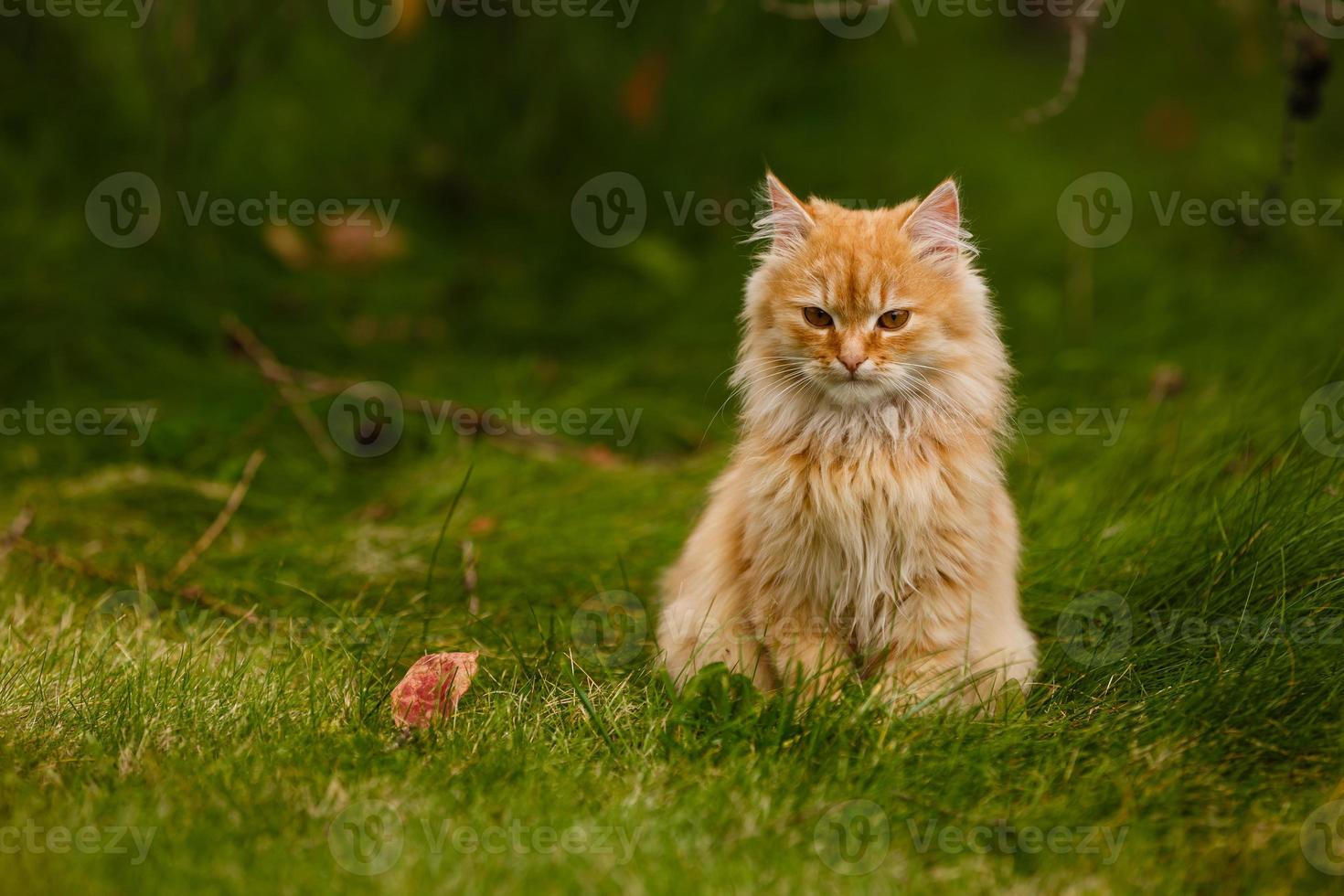 schöne leuchtend orangefarbene Katze lag auf grünem Gras in den ersten roten Ahornblättern foto