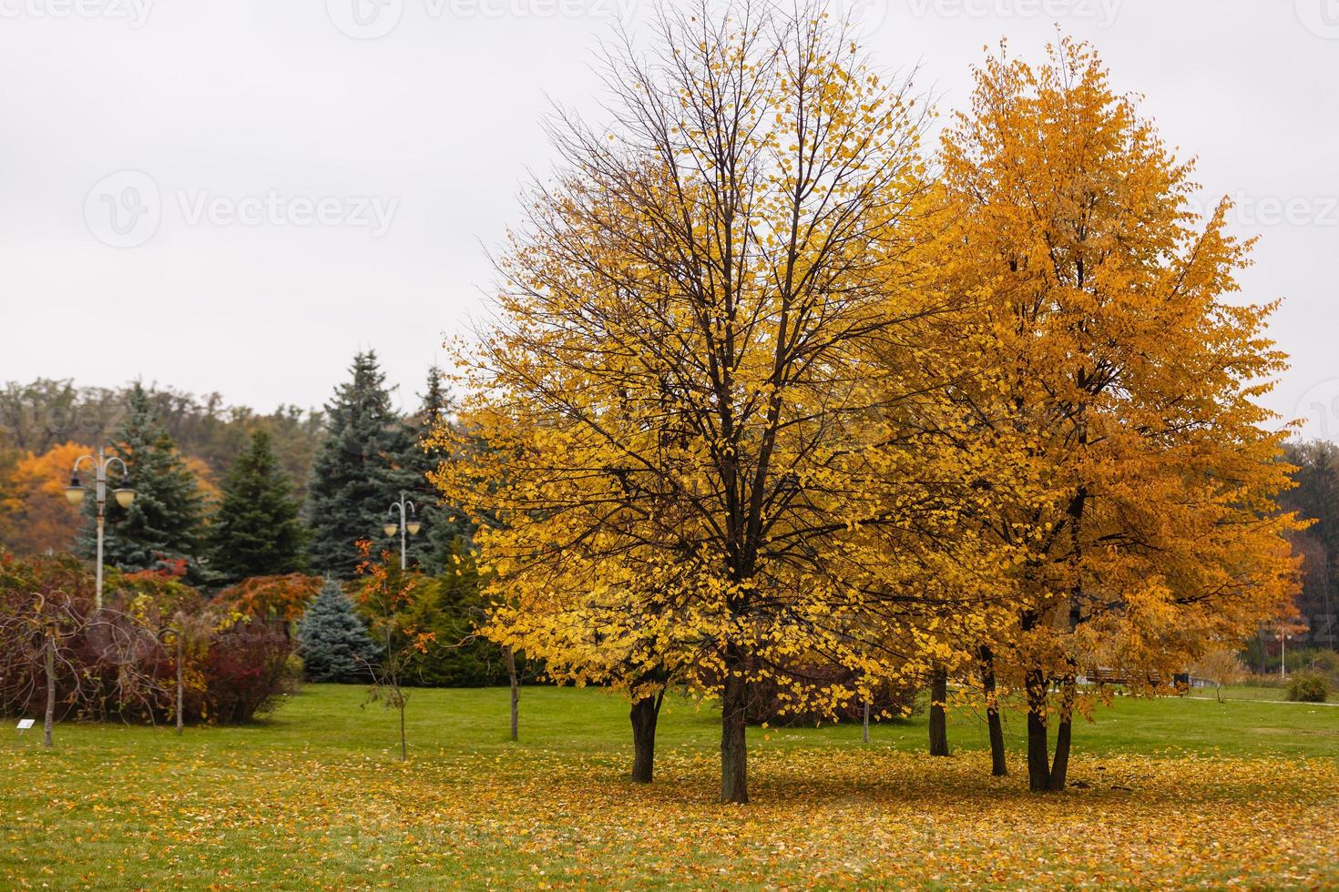 romantische szene des goldenen herbstes mit bäumen foto