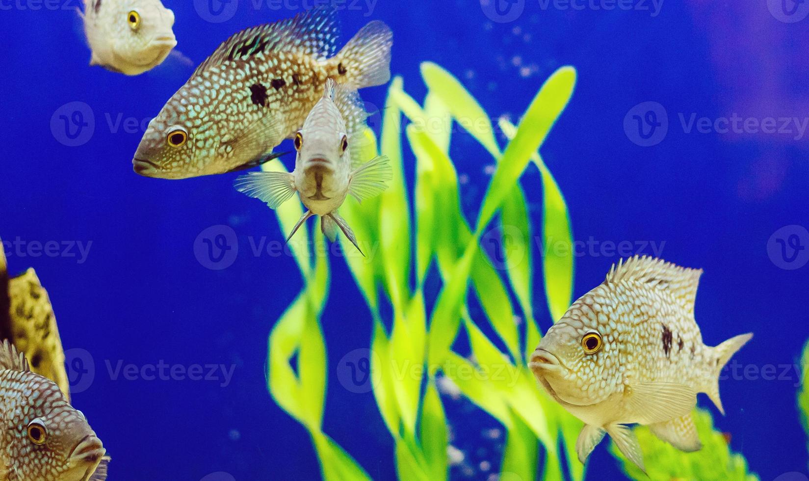 Gelbe Fische auf Korallenrifffischen, die Hintergrund des blauen Wassers halten foto