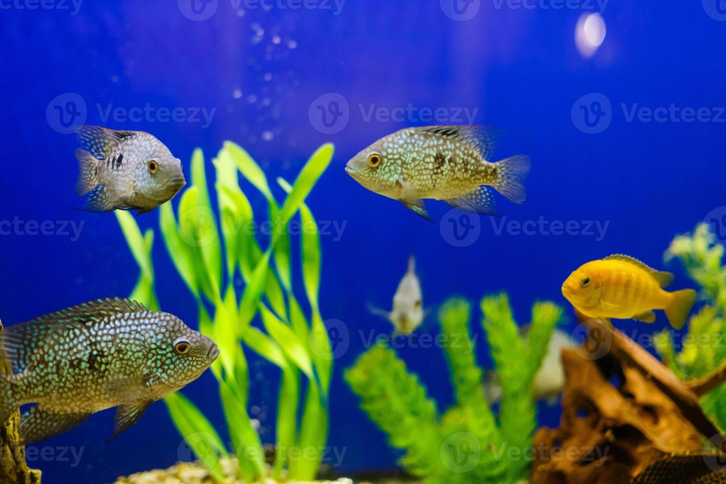 Gelbe Fische auf Korallenrifffischen, die Hintergrund des blauen Wassers halten foto
